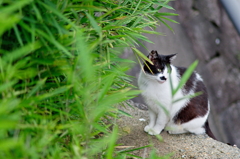 吾輩は猫である、ニャー # 800
