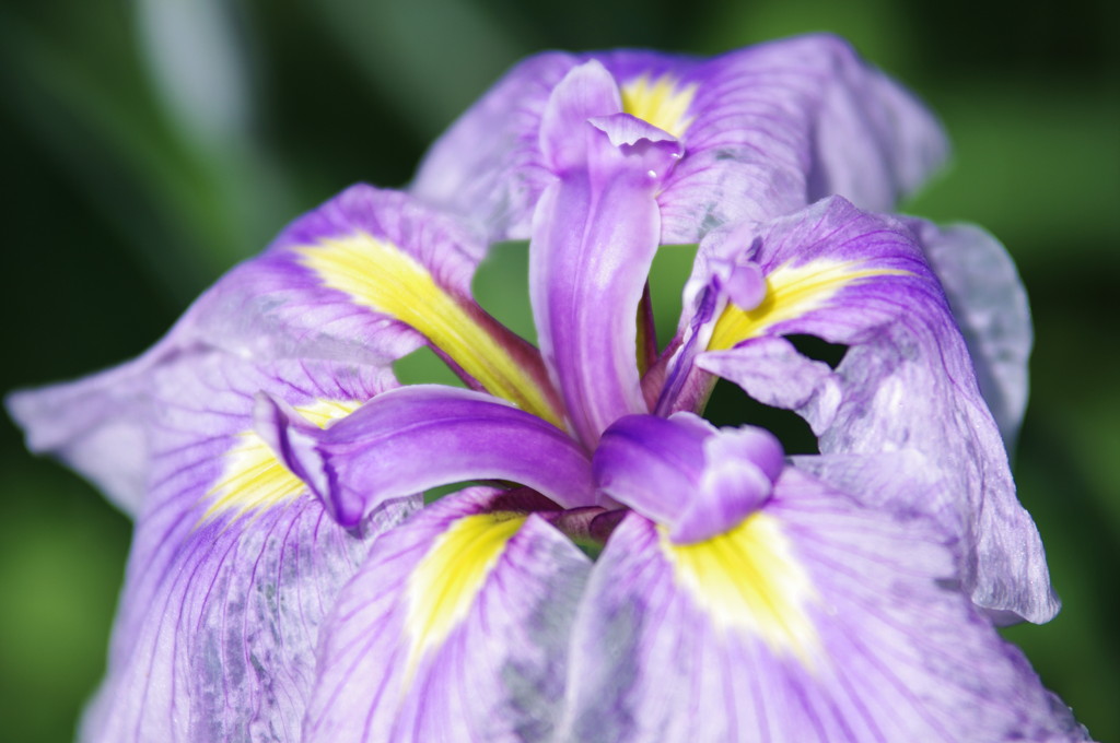 花菖蒲