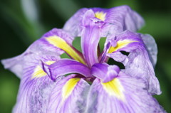 花菖蒲