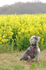 花には目もくれず