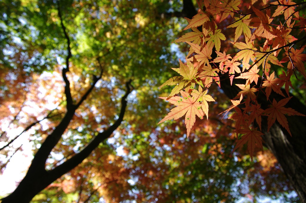 紅葉散歩　Ⅱ