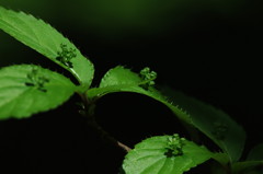 葉っぱから花？