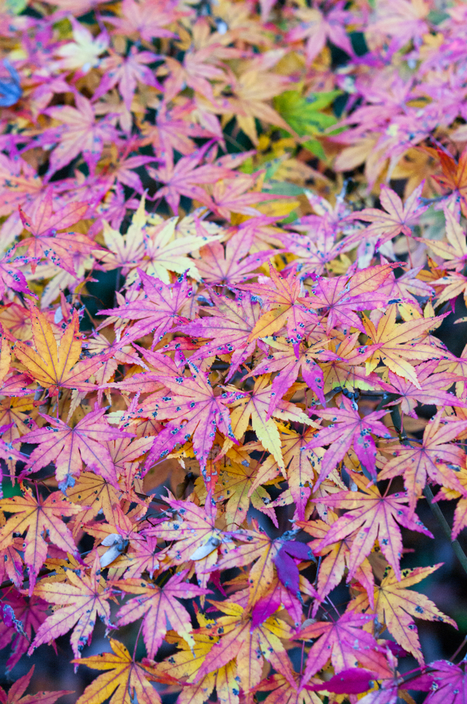 星屑な紅葉