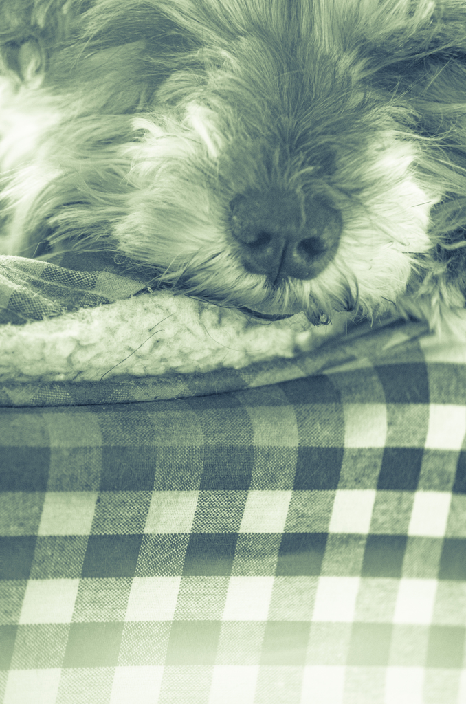 my pretty dog # 156