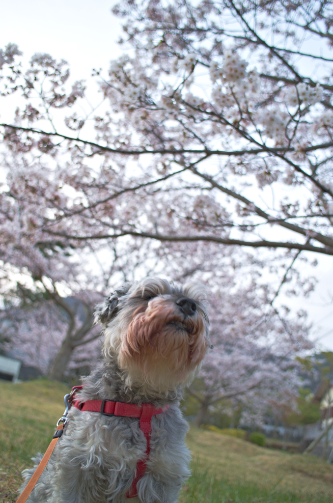 花見犬