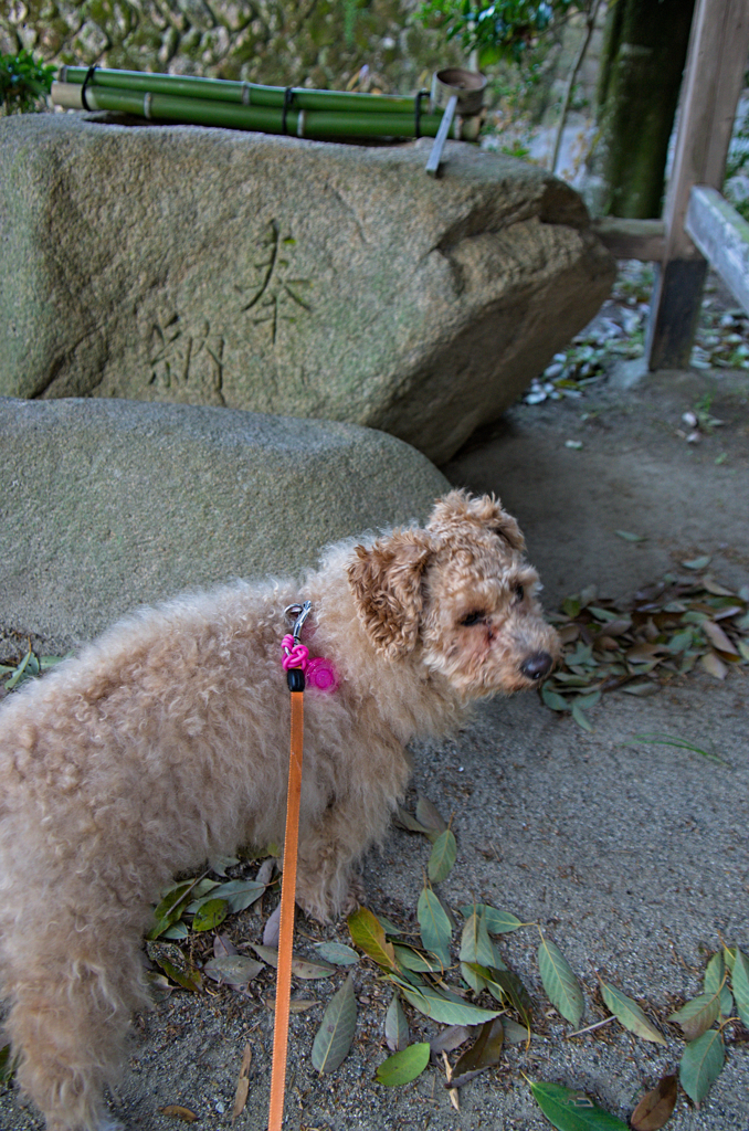 my pretty dog Ⅱ # 274