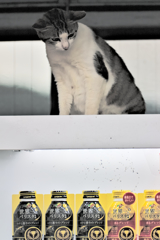 吾輩は猫である、ニャー # 294