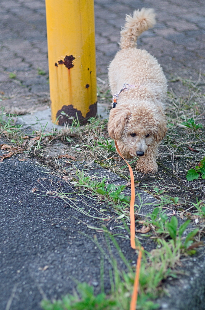 my pretty dog Ⅱ # 129
