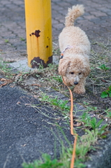 my pretty dog Ⅱ # 129