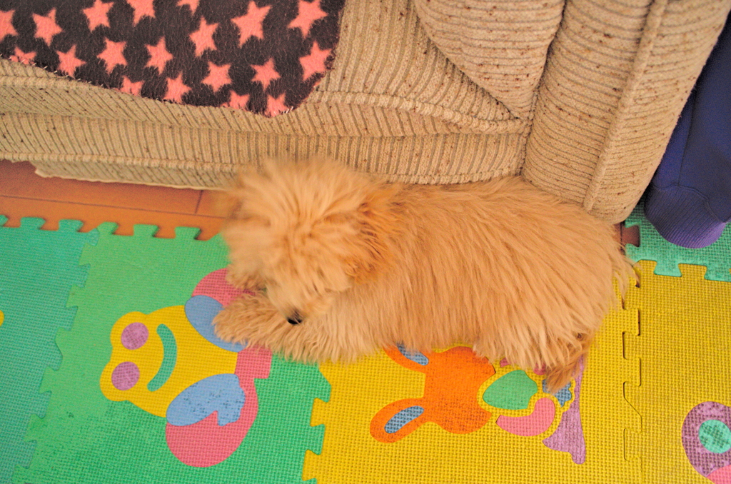 my pretty dog Ⅱ # 19