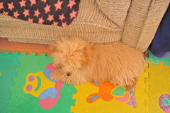 my pretty dog Ⅱ # 19