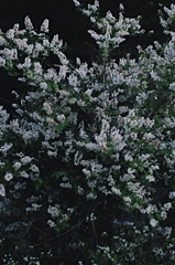 白い花々