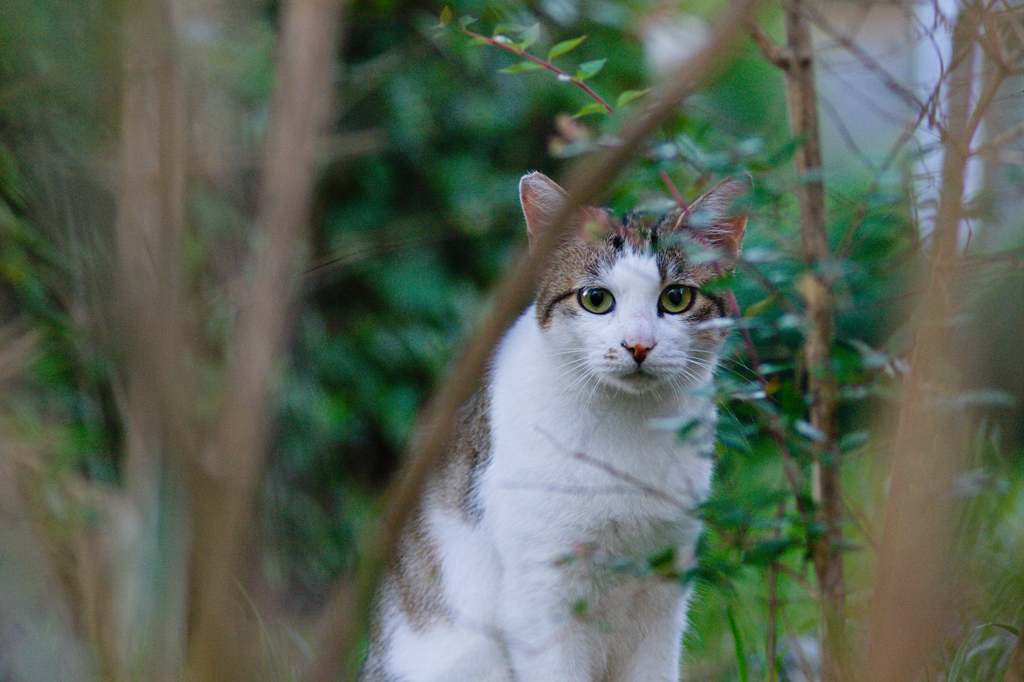 吾輩は猫である、ニャー # 465