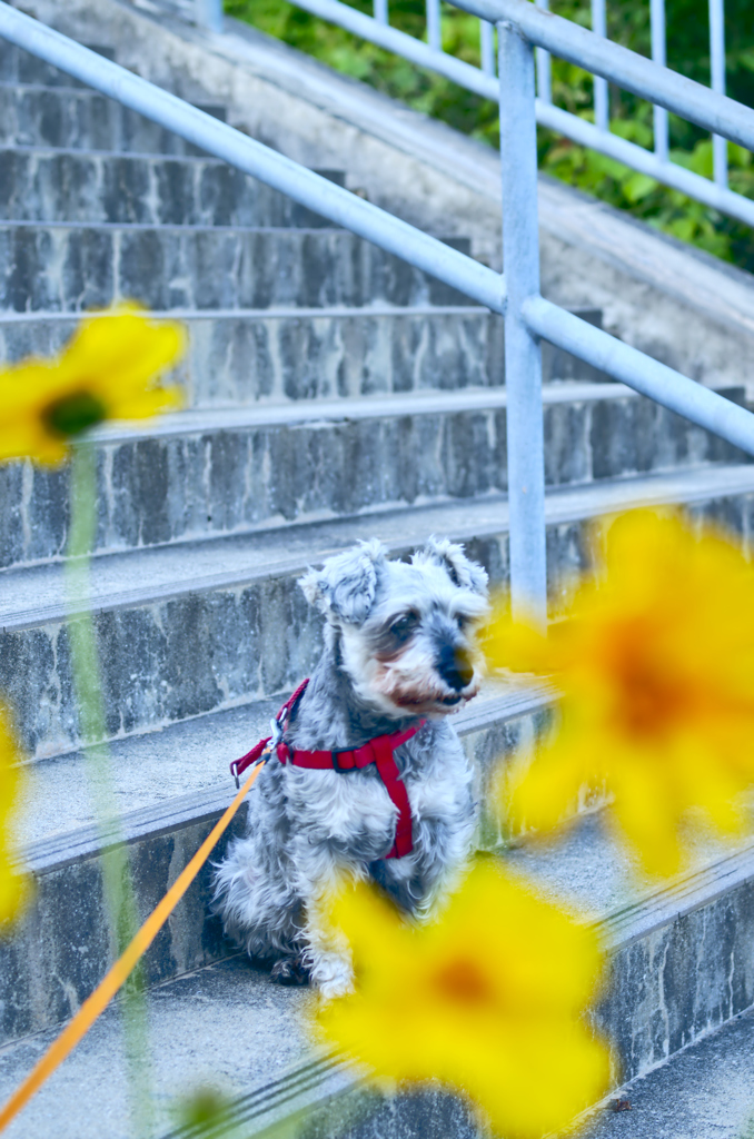 my pretty dog # 211