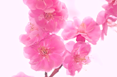 紅白梅合戦　紅