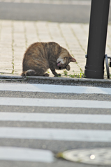 吾輩は猫である、ニャー # 385