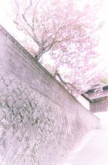 桜、散る頃