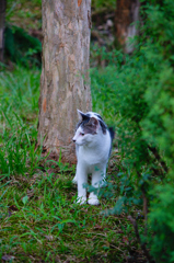 吾輩は猫である、ニャー # 631