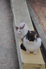 吾輩は猫である、ニャー # 737