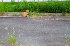 吾輩は猫である、ニャー # 873