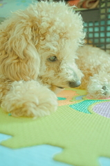 my pretty dog Ⅱ # 91