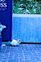 吾輩は猫である、ニャー # 654