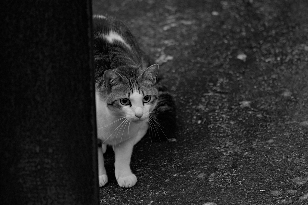 吾輩は猫である、ニャー # 958