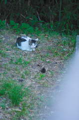 吾輩は猫である、ニャー # 509