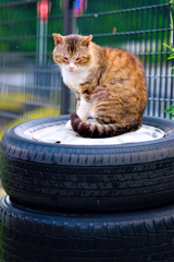 吾輩は猫である、ニャー # 343