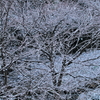 雪