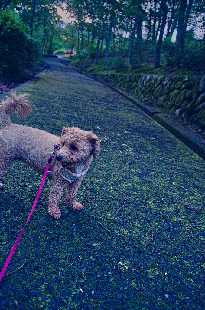 my pretty dog Ⅱ # 373