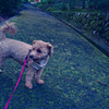 my pretty dog Ⅱ # 373