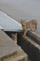 吾輩は猫である、ニャー # 403