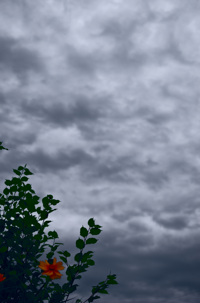 the look of the sky # 51