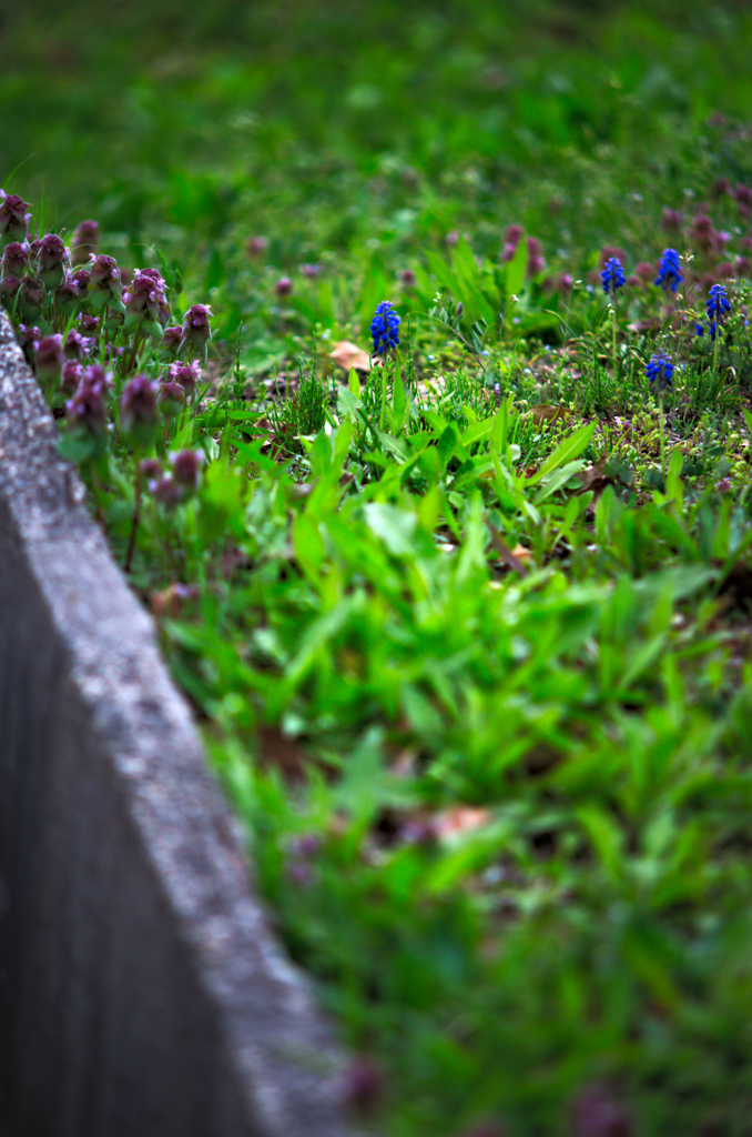 ヒメオドリコソウ