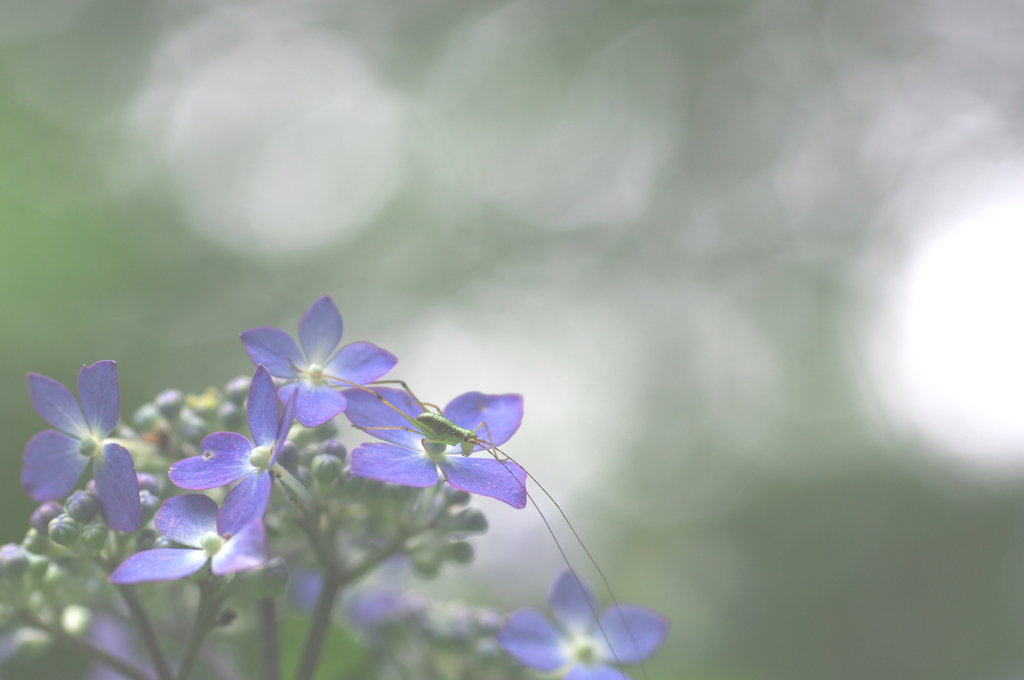紫陽花