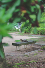 吾輩は猫である、ニャー # 775