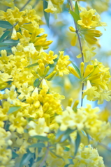 黄色い花