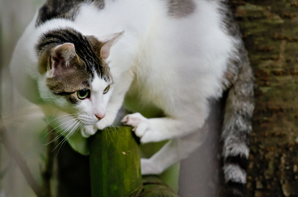 吾輩は猫である、ニャー # 315