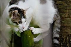 吾輩は猫である、ニャー # 315