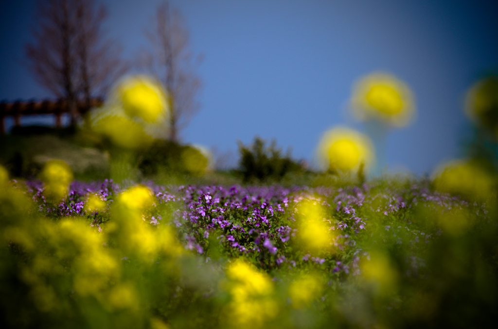 菜の花畑　⑦