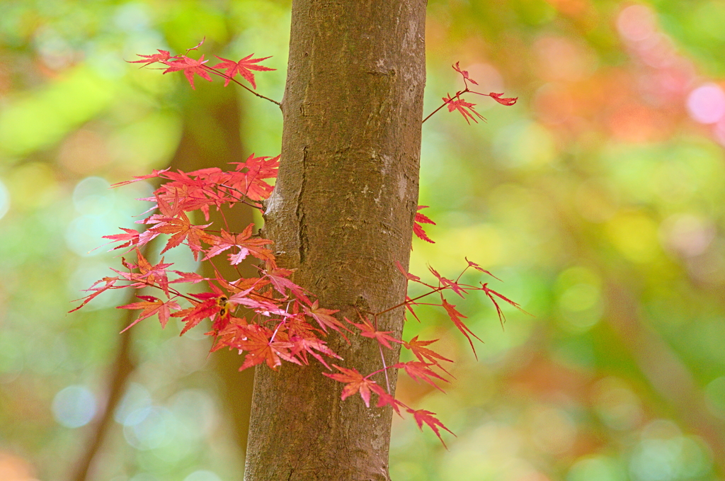 紅葉三昧 '2019