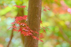 紅葉三昧 '2019