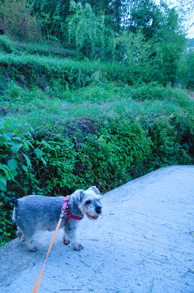 my pretty dog # 296