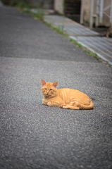 吾輩は猫である、ニャー # 891
