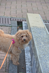 my pretty dog Ⅱ # 245