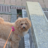 my pretty dog Ⅱ # 245