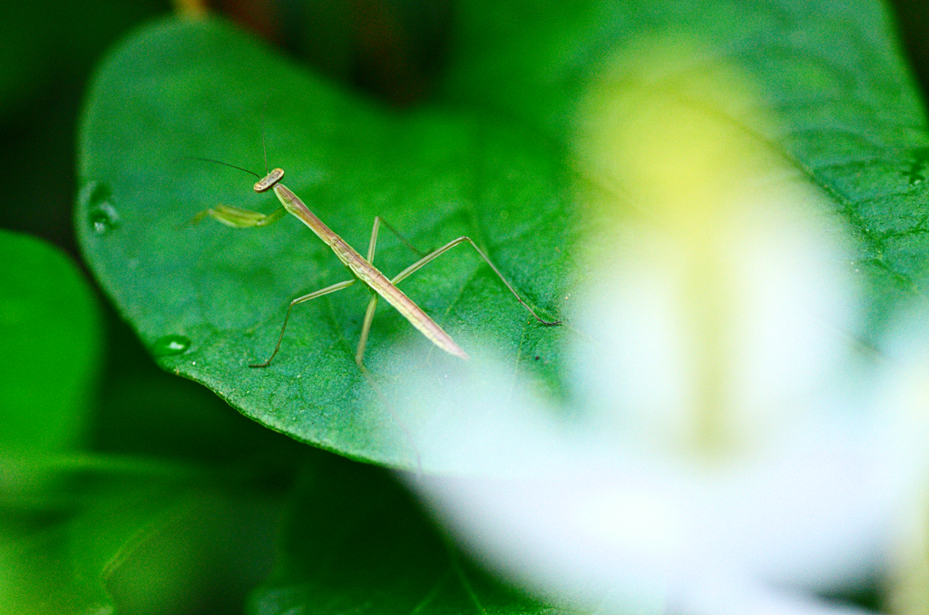 カマキリ