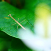 カマキリ