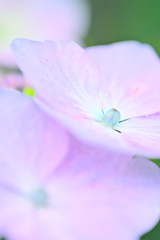 紫陽花